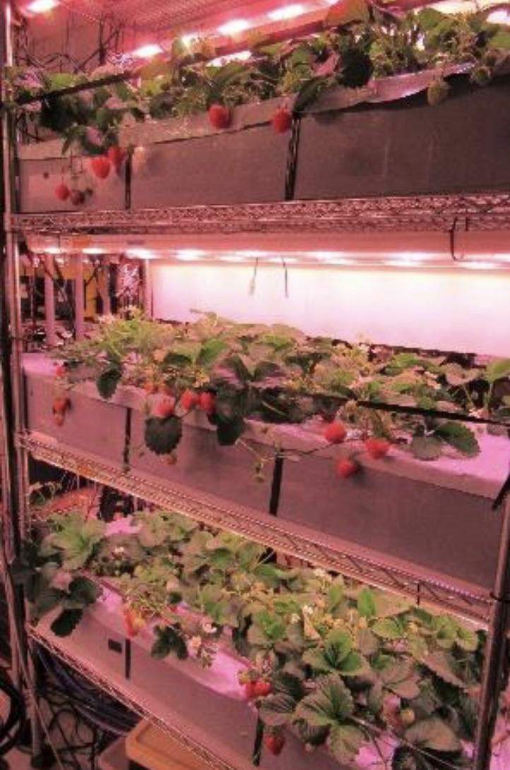 シーシーエス、人工光型植物工場での自然受粉によるイチゴの水耕栽培環境を提供開始