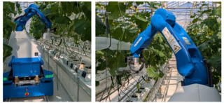 安川電機とJA全農、佐賀県の農場で「きゅうり収穫ロボット」稼働開始 1つのロボットで葉かきと収穫作業を自動化へ